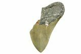 Partial, Fossil Megalodon Tooth - North Carolina #368084-1